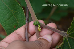 Grewia subinaequalis